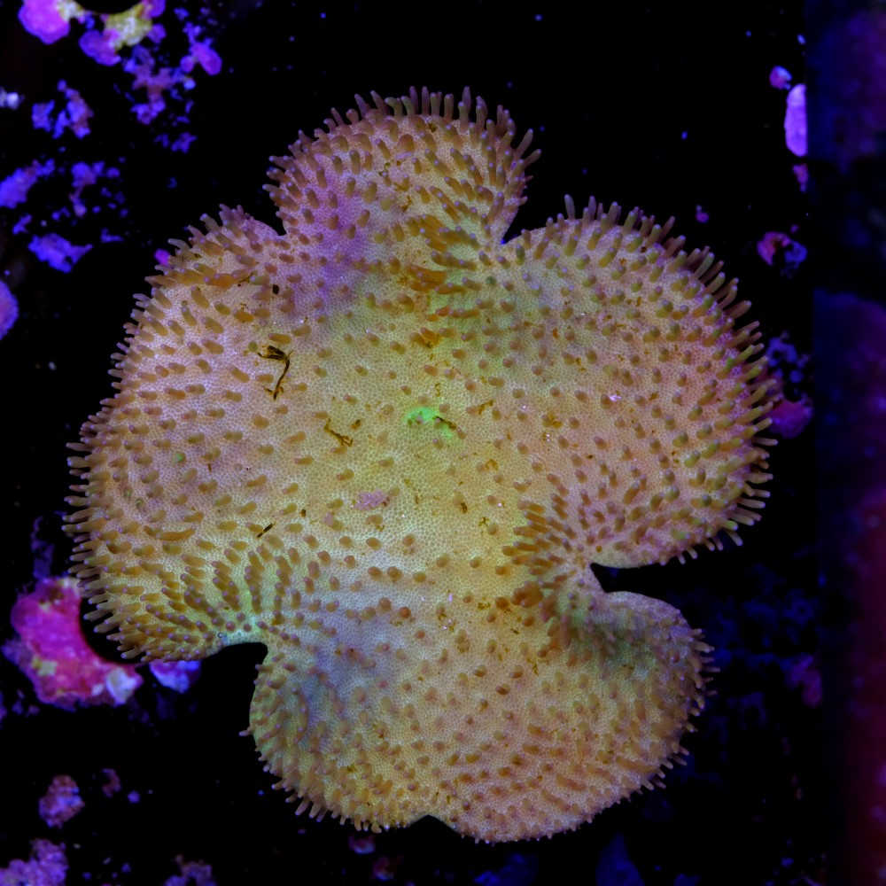 Sarcophyton elegans yellow 1