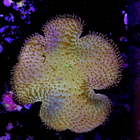 Sarcophyton elegans yellow 1