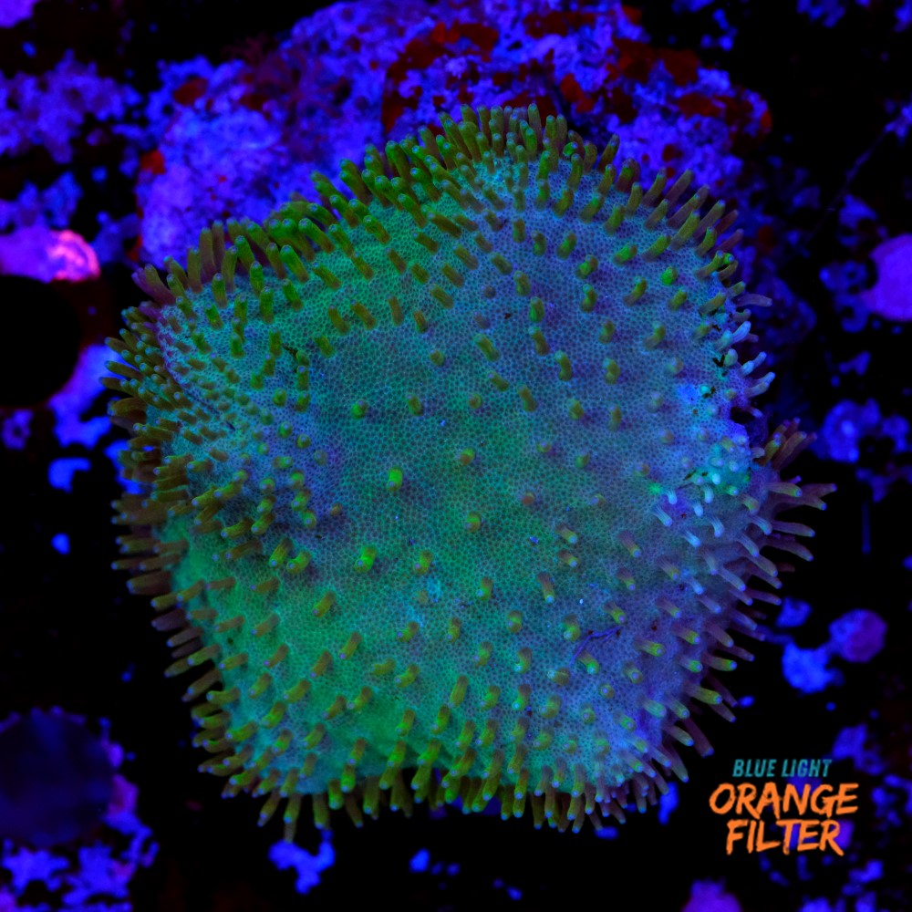 Sarcophyton elegans yellow 2