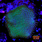 Sarcophyton elegans yellow 2