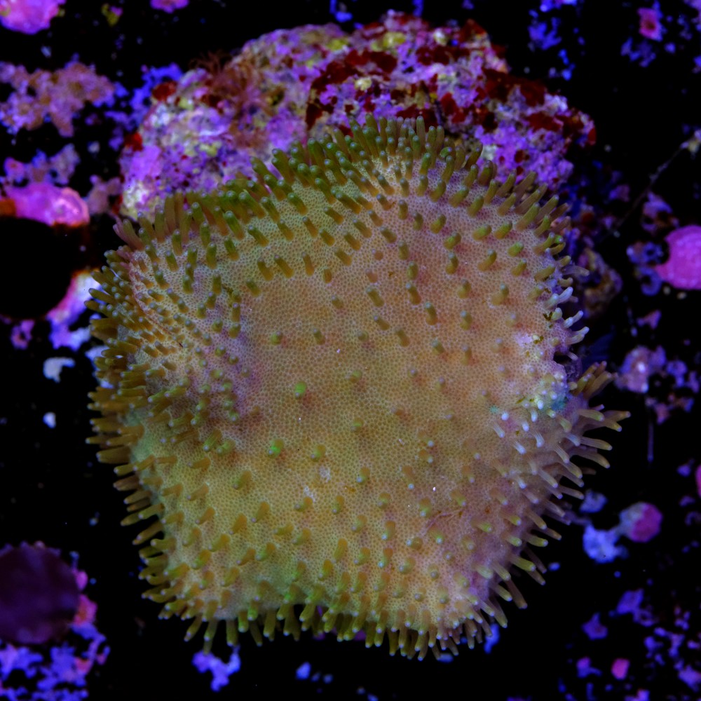 Sarcophyton elegans yellow 1