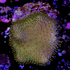 Sarcophyton elegans yellow 1