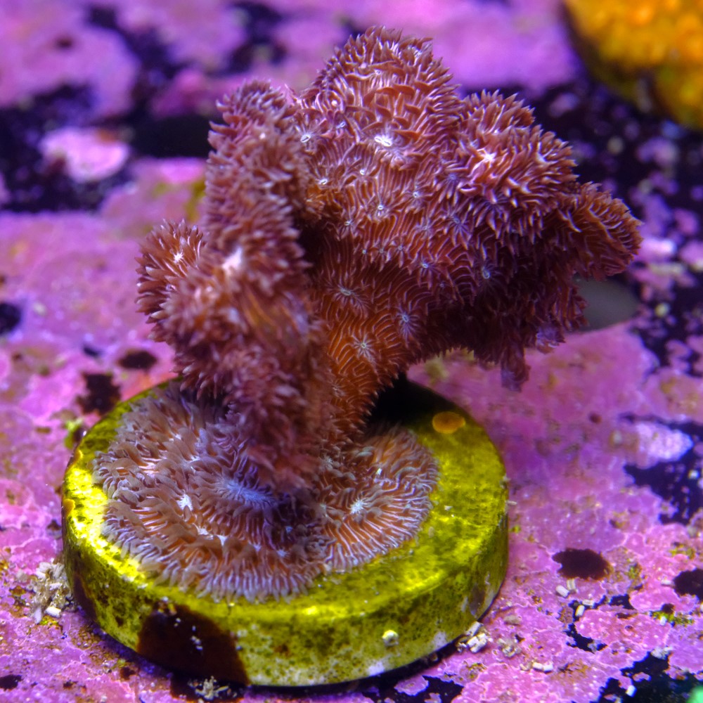 Pavona cactus pink 2