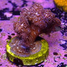 Pavona cactus pink 2