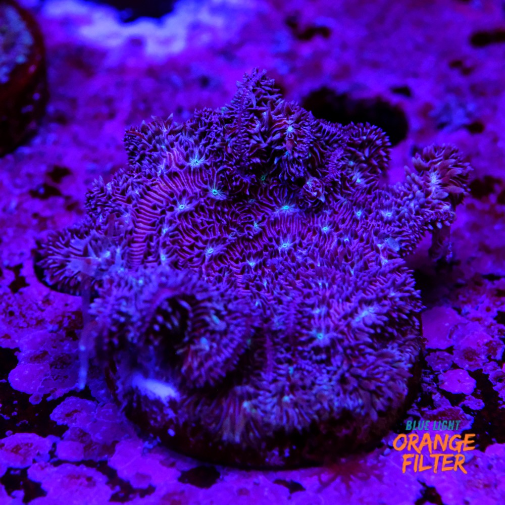 Pavona cactus pink 1