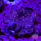 Pavona cactus pink 1