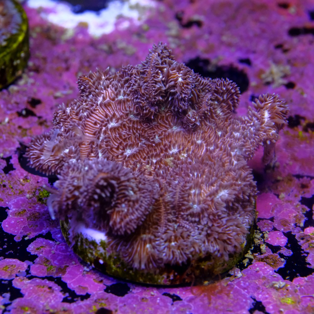 Pavona cactus pink 2