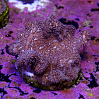 Pavona cactus pink 2