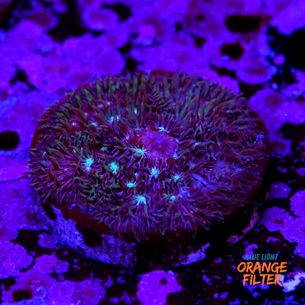 Pavona cactus pink 1