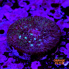 Pavona cactus pink 1