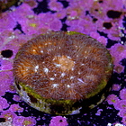 Pavona cactus pink 2