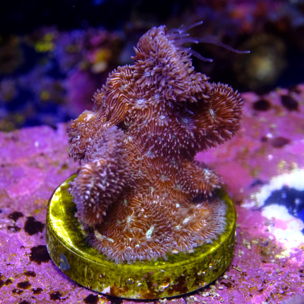 Pavona cactus pink 2