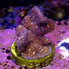 Pavona cactus pink 2