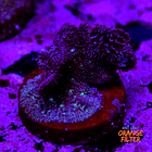 Pavona cactus pink 1