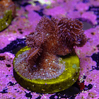 Pavona cactus pink 2