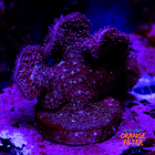 Pavona cactus pink 1