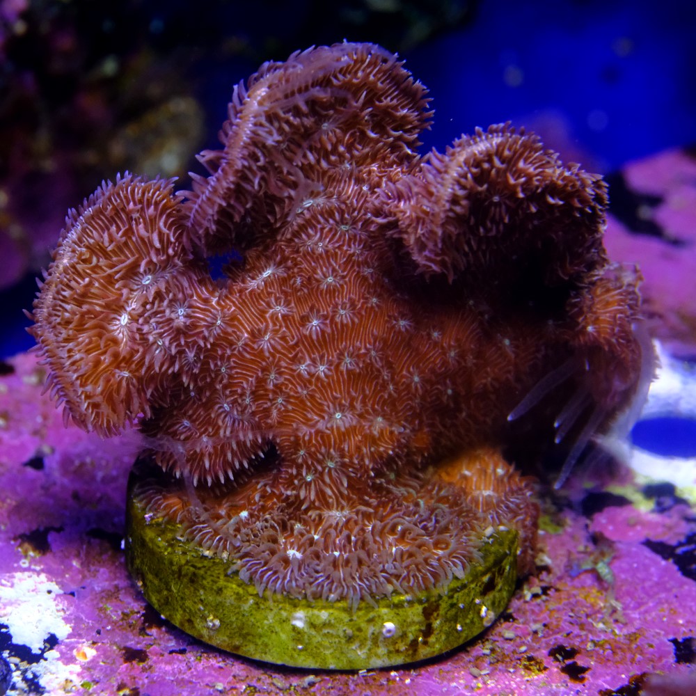 Pavona cactus pink 2