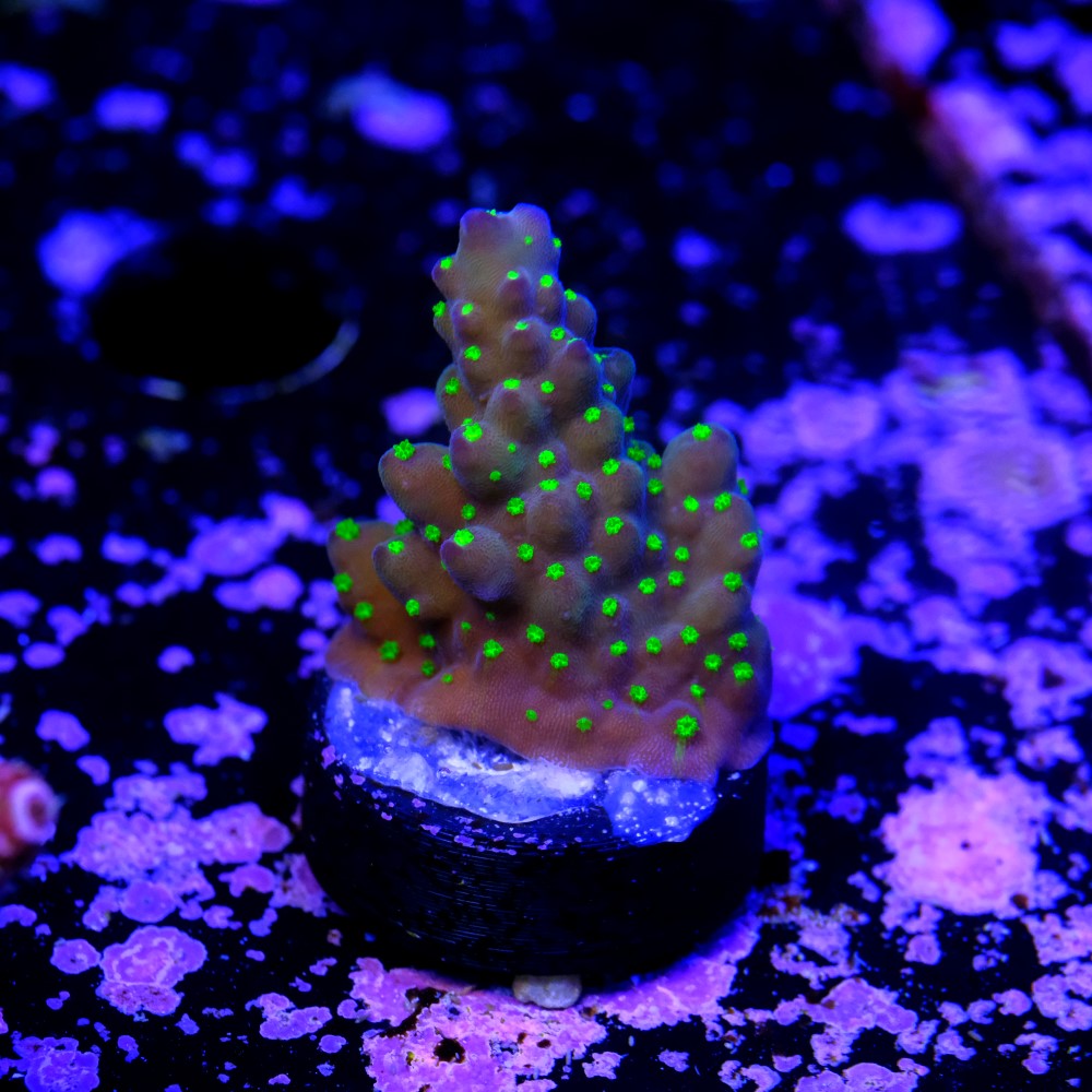 Acropora garf bonsai 2