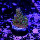 Acropora garf bonsai 2