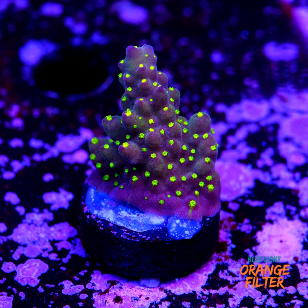 Acropora garf bonsai 1