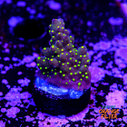 Acropora garf bonsai 1