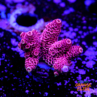 Acropora millepora 1