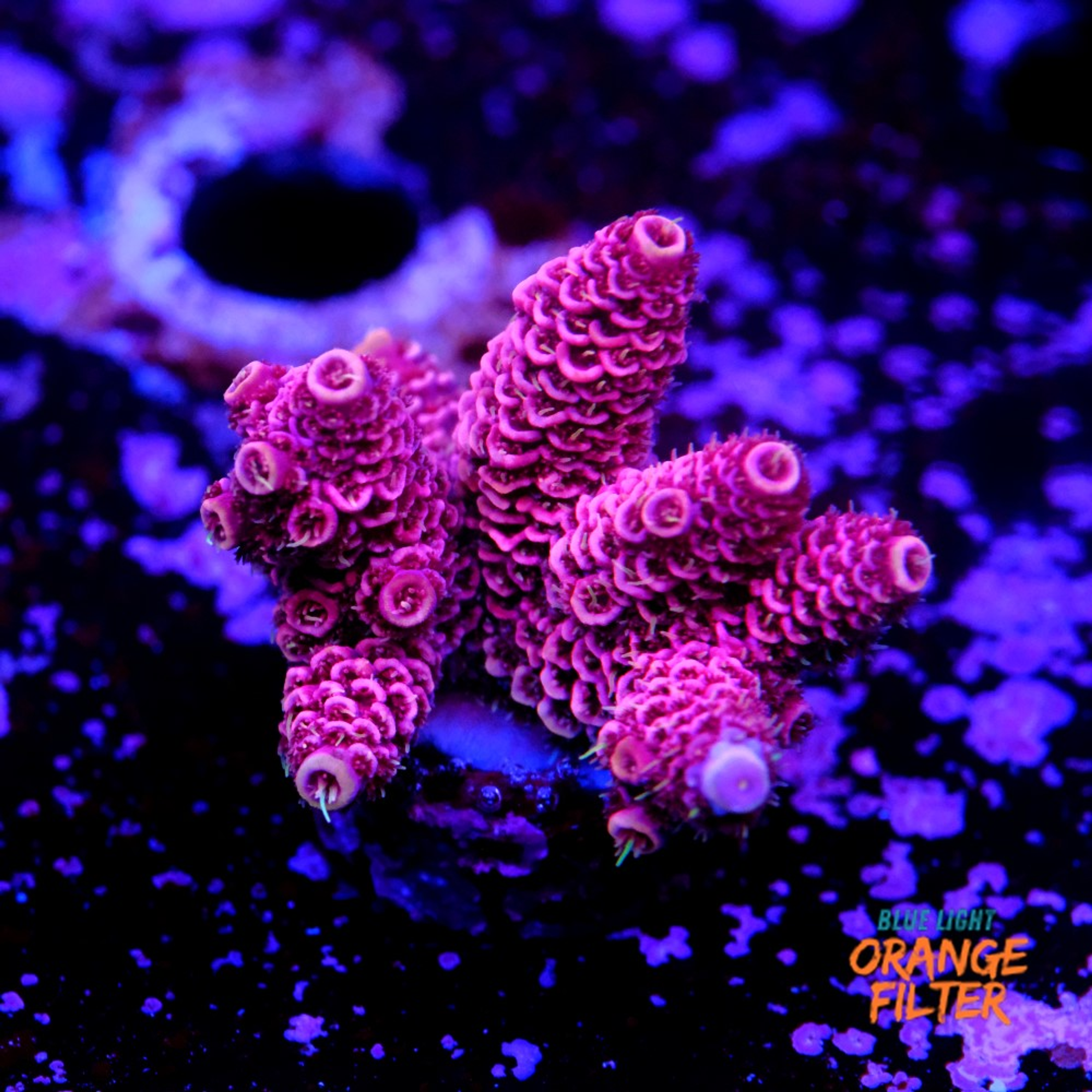 Acropora millepora