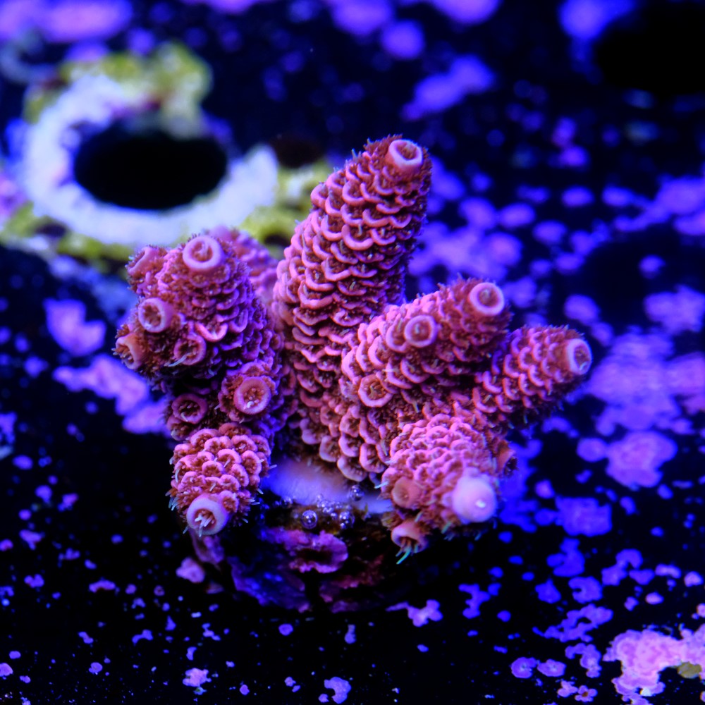Acropora millepora 2