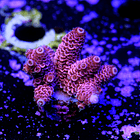 Acropora millepora 2
