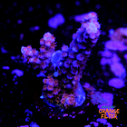 Acropora tenuis nebula 1