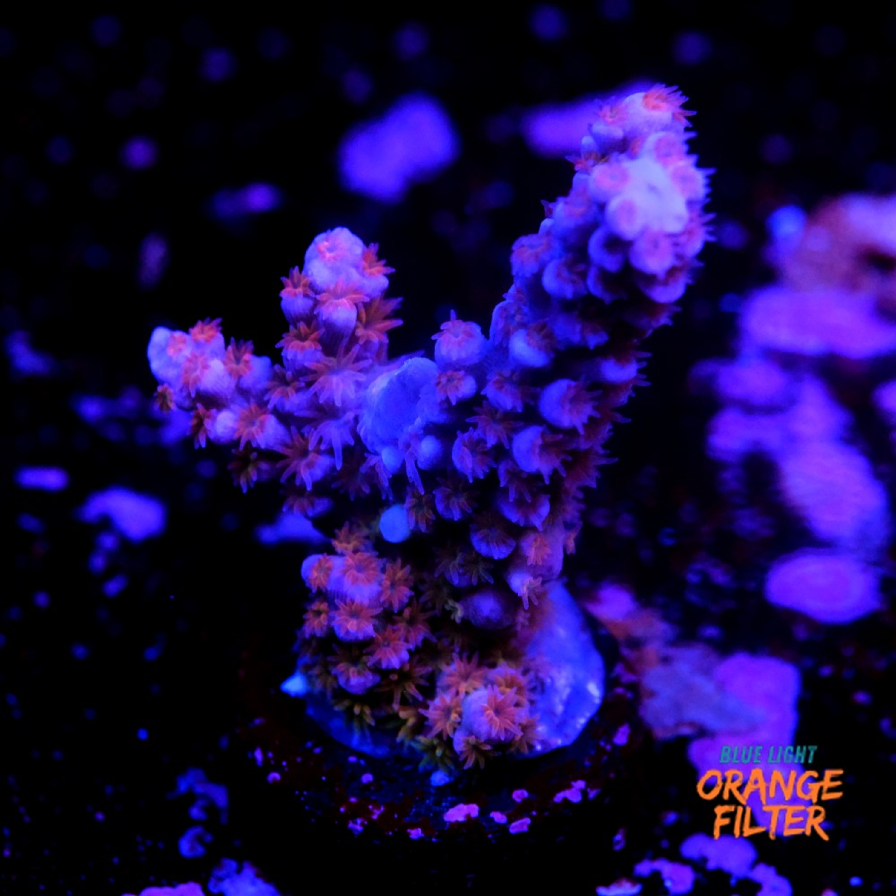 Acropora tenuis nebula