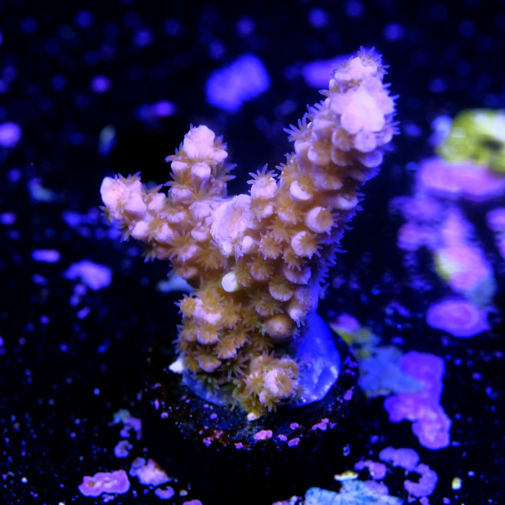 Acropora tenuis nebula 2