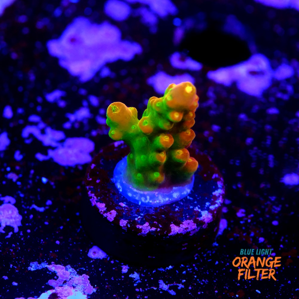 Acropora Gold Finger  1