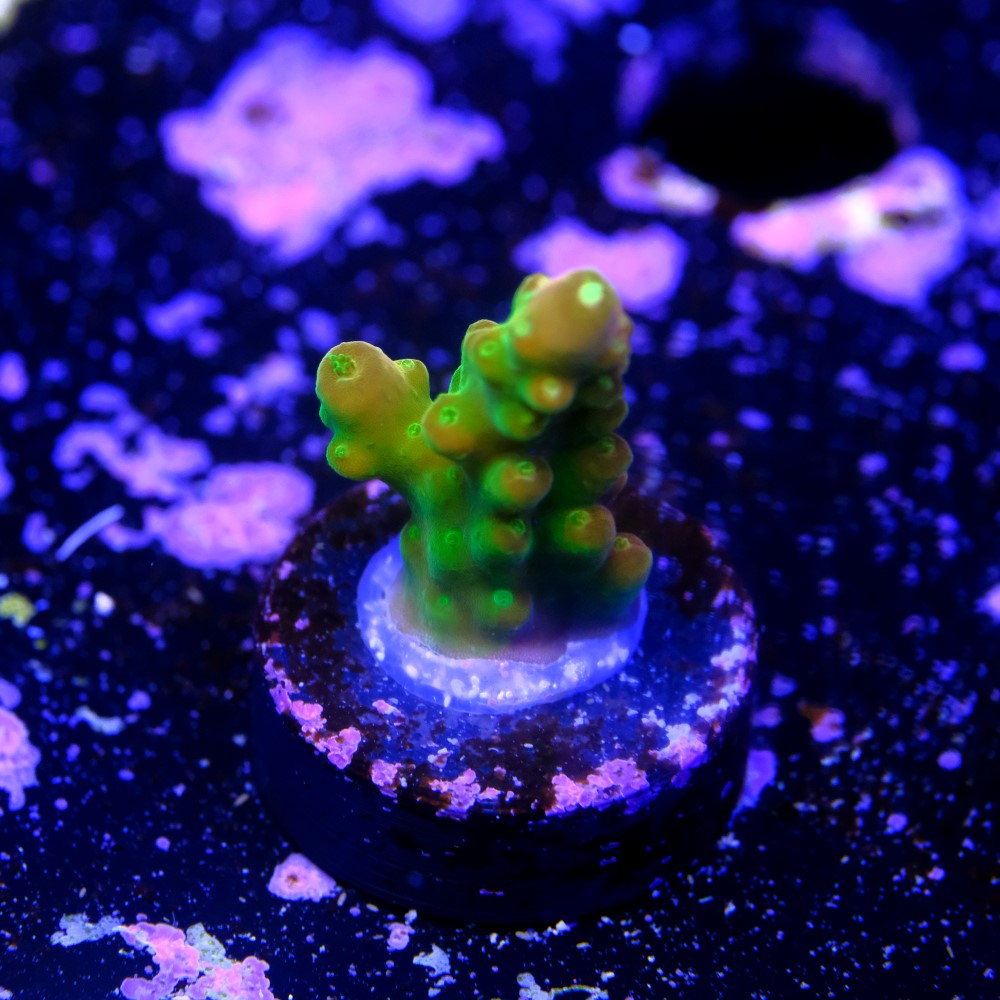Acropora Gold Finger  2