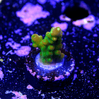 Acropora Gold Finger  2