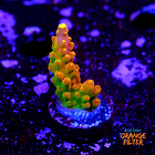 Acropora Gold Finger  1