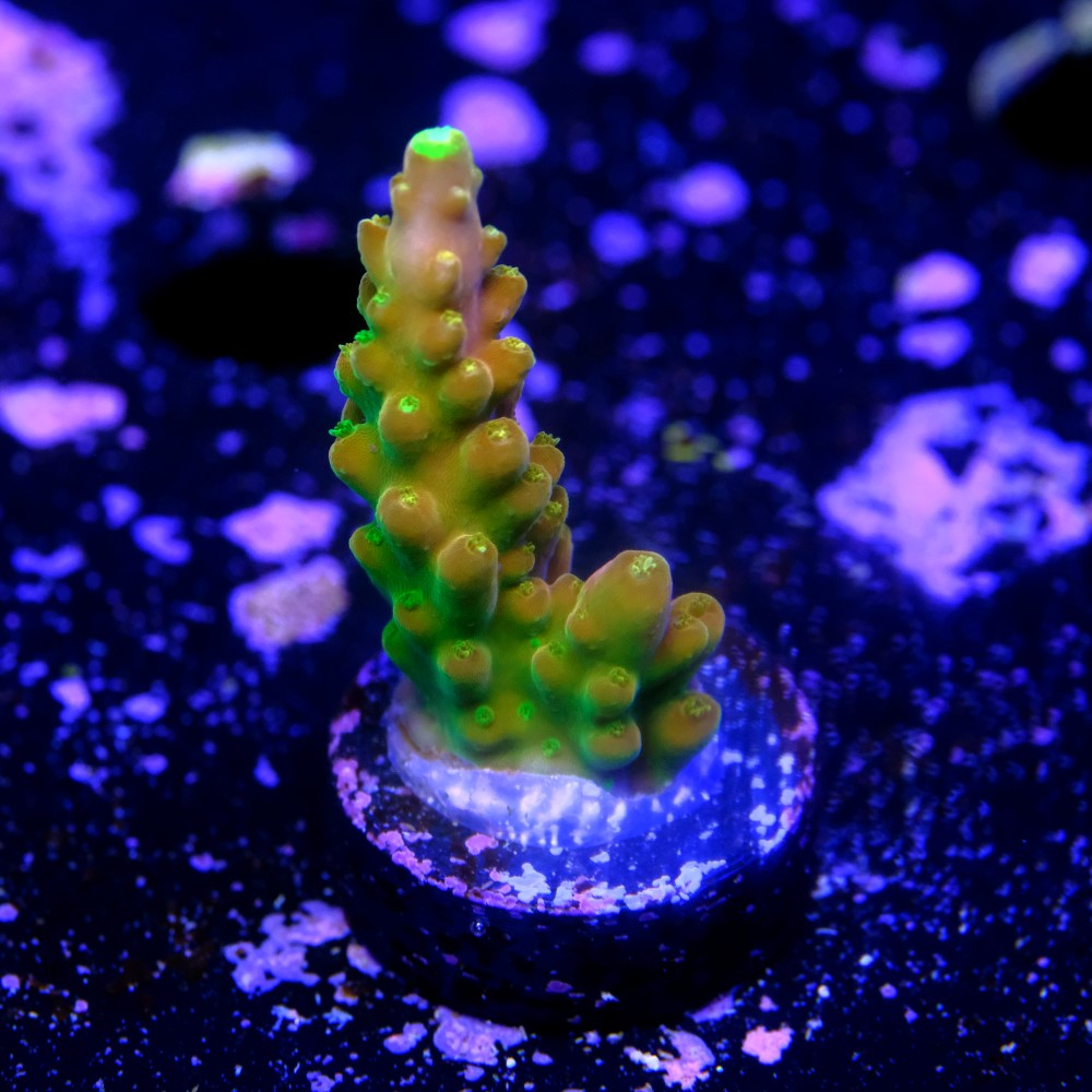 Acropora Gold Finger  2