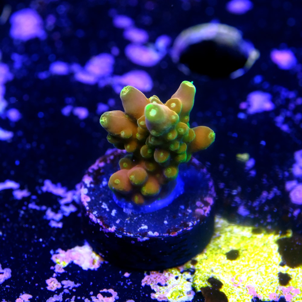 Acropora Gold Finger  2