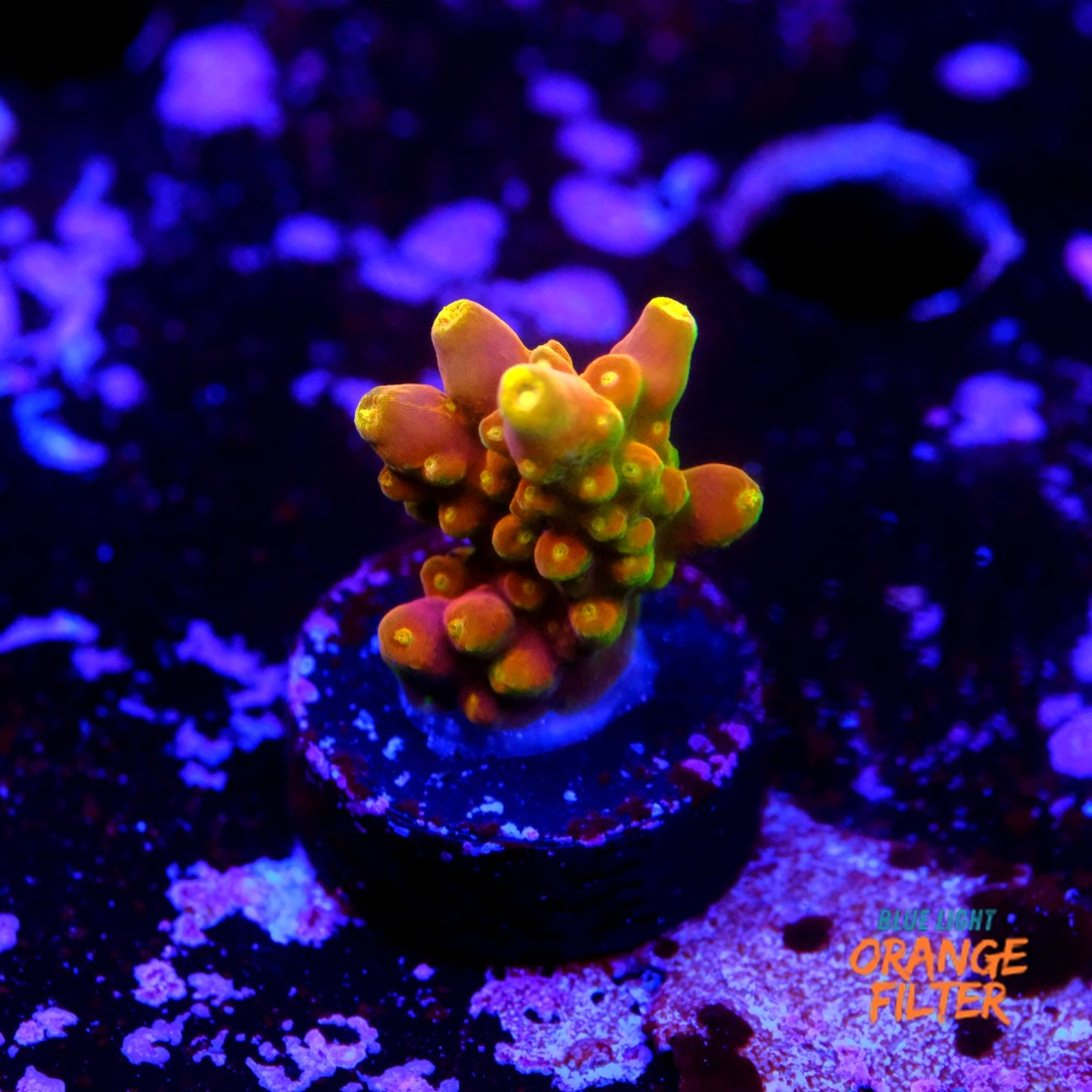 Acropora Gold Finger 