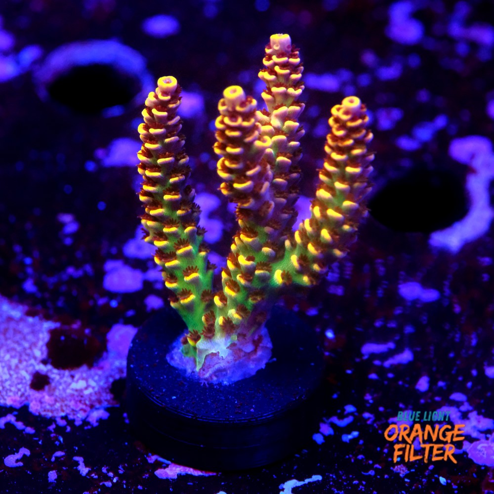 Acropora ranibow selago 1
