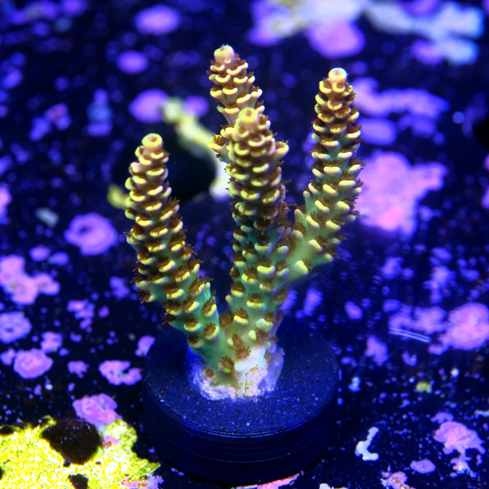 Acropora ranibow selago 2