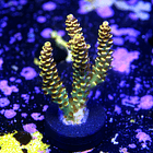 Acropora ranibow selago 2