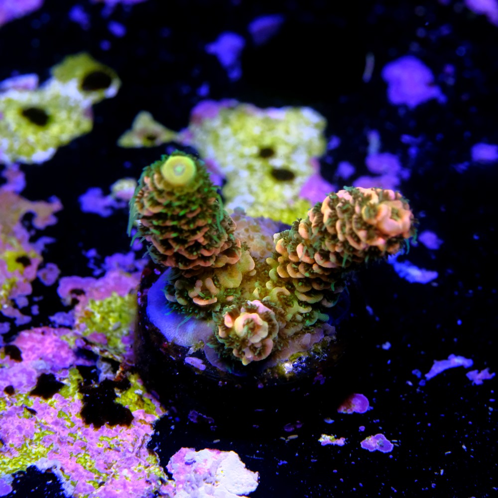 Acropora millepora OG sunset 2