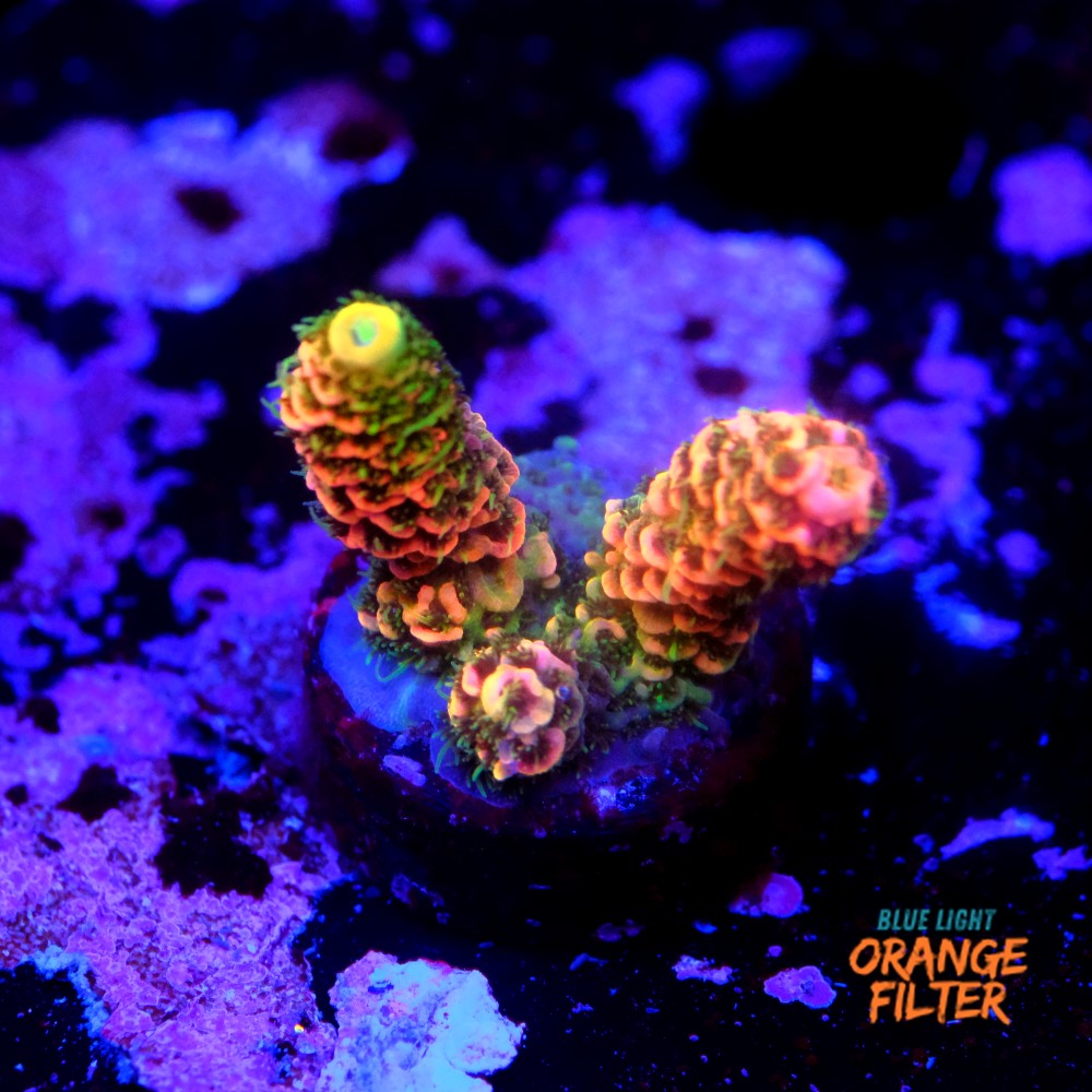 Acropora millepora OG sunset 1