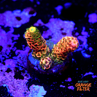 Acropora millepora OG sunset 1