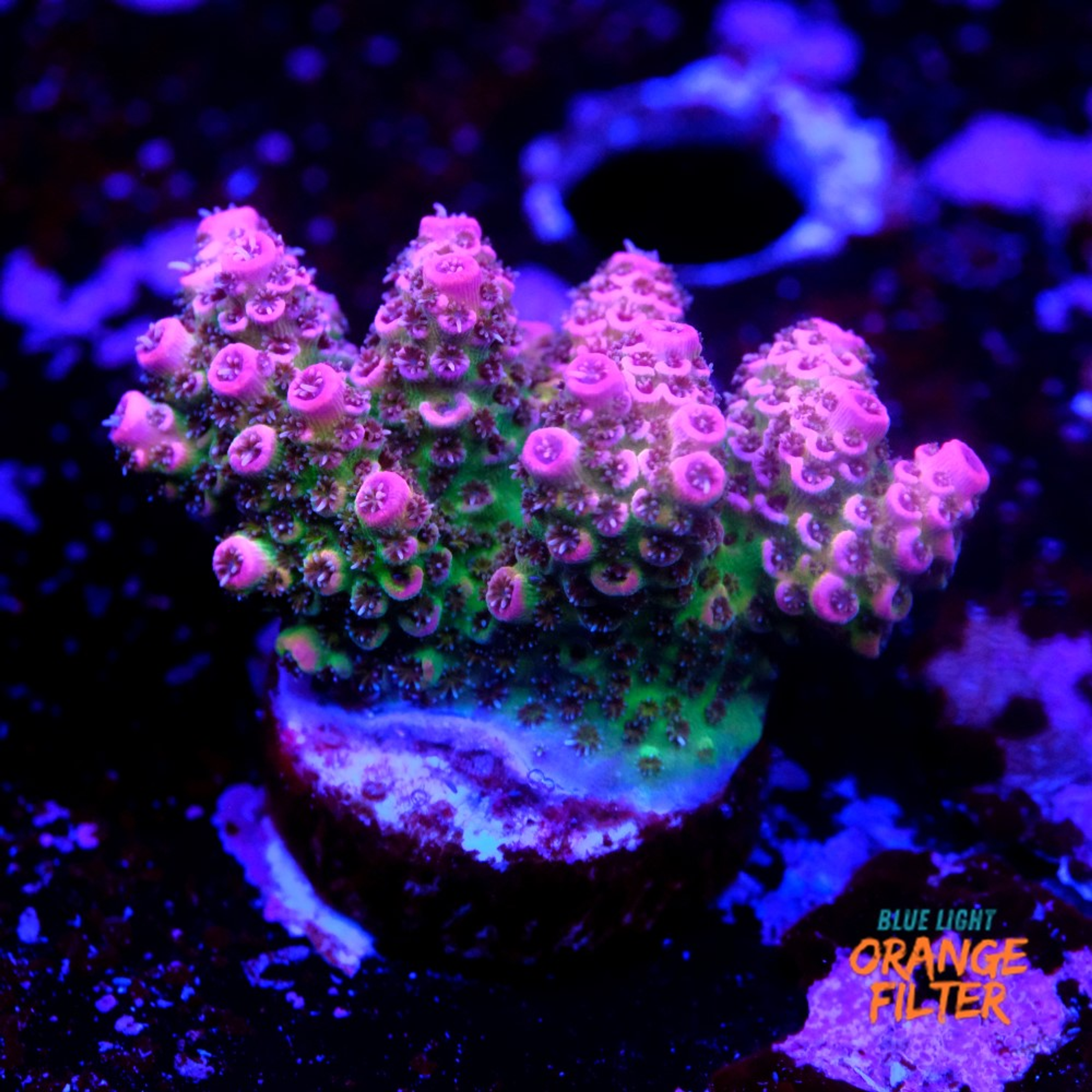 Acropora millepora