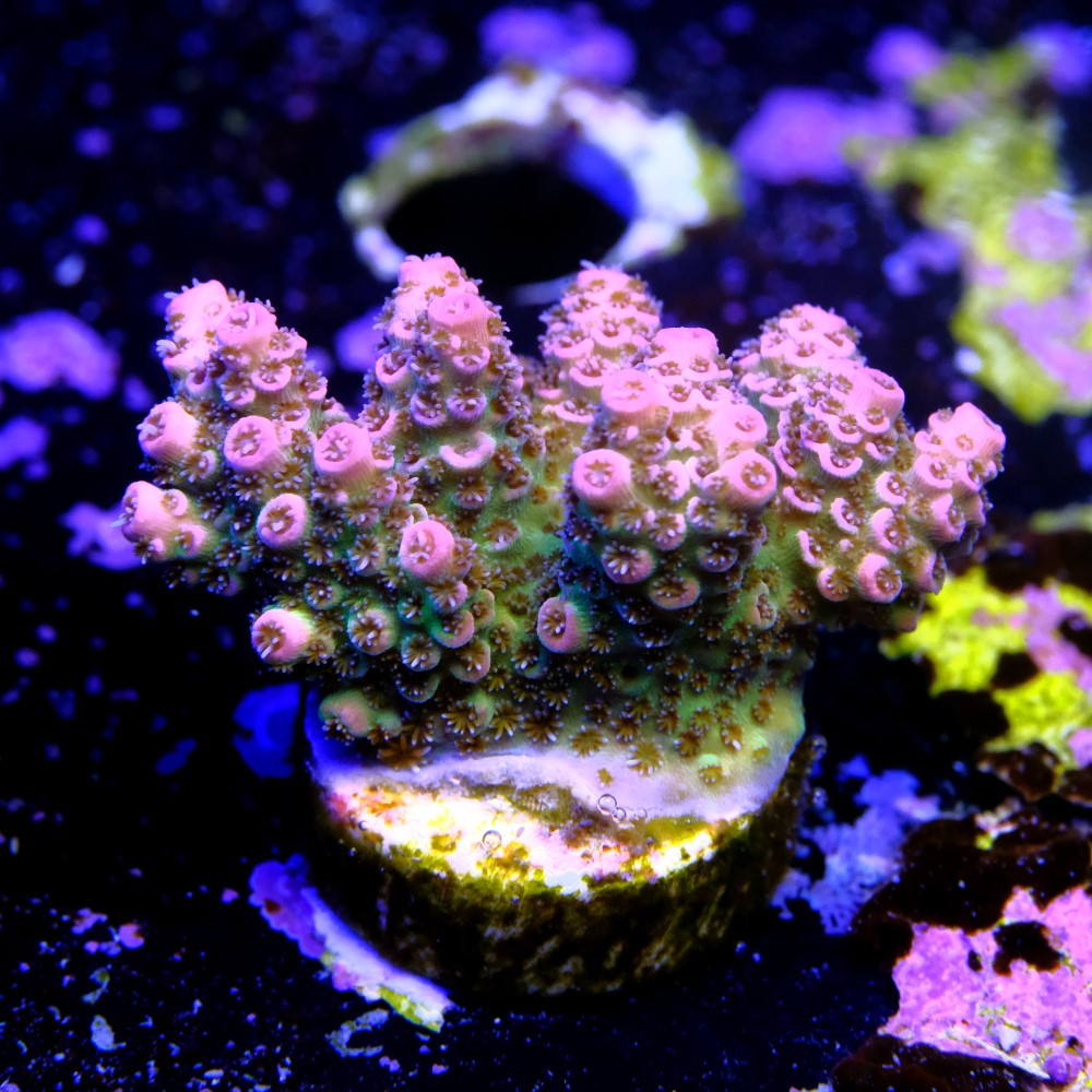 Acropora millepora 2