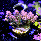 Acropora millepora 2