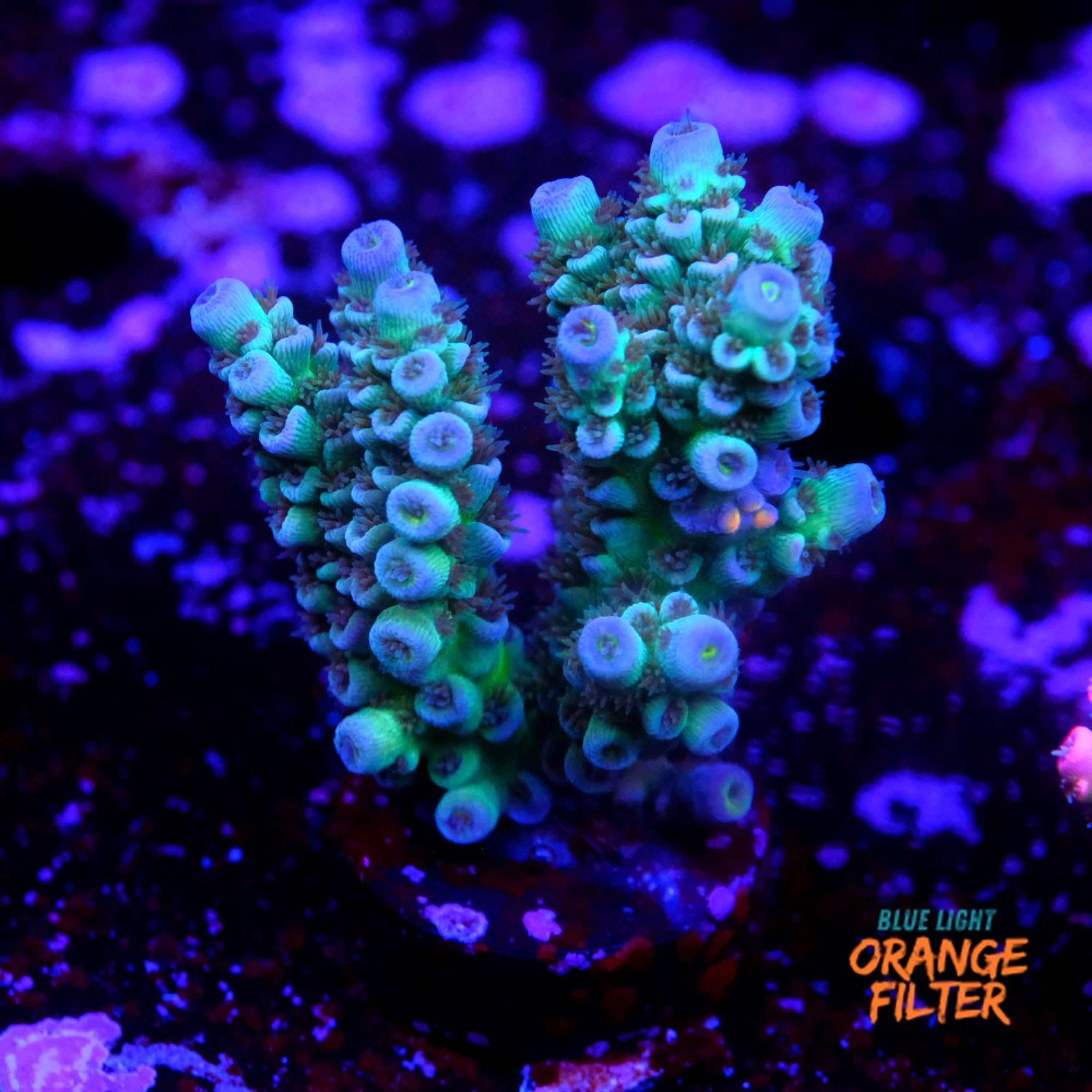 Acropora tenuis jacksons rainbow