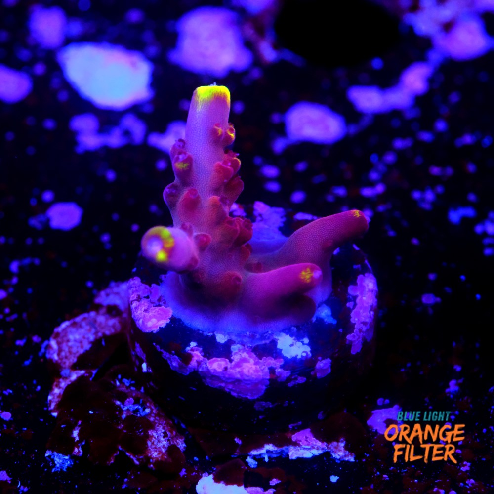 Fox flame acropora  1